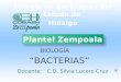 Bacterias Cobaeh Zempoala