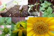 Girasol - Sunflower