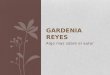 Gardenia reyes