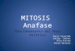 Mitosis Anafase huso mitótico -