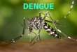 Dengue  28.05.13 - Udabol, POR: Thiago André