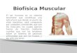 Biofísica muscular