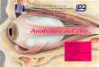 Fisiologia animal post laboratorio Anatomia del Ojo