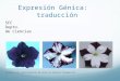expresión génica: traducción de proteínas. PowerPoint para cuartos medios, biología