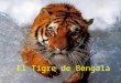 El tigre de bengala acabat