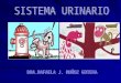 Histología: Aparato urinario