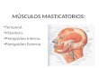 Musculos masticatorios y suprahioideos