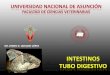 Intestinos tubo digestivo de los animales domesticos