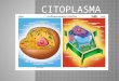Citoplasma Original