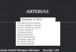 Arteria carotida interna y vertebral (ramas y terminales)