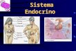 Endocrino ecr-1211492795023268-8 (pp tshare)