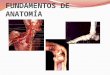 Anatomia sin tejidos