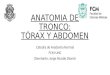 Anatomía del Tronco: Tórax y Abdomen