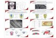 Embriologia: Formacion de capas germinales y diferenciacion incipiente_3