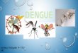 Dengue (Ecología y Salud)