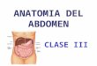 Anatomía del Abdomen