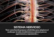 Sistema nervioso, endocrino y termorregulacion