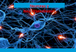 Neurona y impulso nervioso