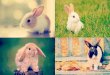 Conejos solo imagenes