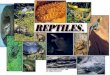 Phylum Reptiles