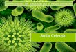 Enfermedades causadas por virus, parasitos, contaminacion ambiental, alergenos y vectores