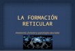05 formacion reticular