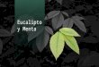 Plantas Medicinales (Eucalipto y Menta)