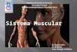 presentación sistema muscular
