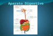 Tubo digestivo (cch)