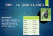 El goril·la.   còpia