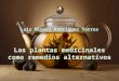 Las plantas medicinales como remedio alternativo