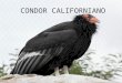 Condor californiano