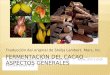 Fermentacion Del Cacao