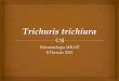 Trichuris trichiura