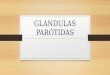 GLANDULAS PARÓTIDAS