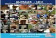 ALPACAS - 100 COLECCIÓN DE LAS MEJORES 100 FOTOS DE ALPACAS