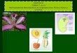 Temas 7, 8 y 9 Flor, Fruto y Semilla