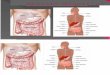 Sistema Digestivo -Cruzado, Melo, Vargas, Braida (1)