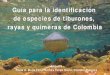 2011 Guia Tiburones Rayas y Quimeras de Colombia Baja Resolucion