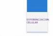 Diferenciacion Celular Biologia Molecular y Celular.pptx