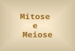 mitose meiose