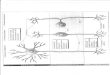 Anatomia de La Neurona, cuerpo celular y prolongaciones, mielina