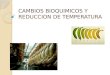 Cambios Bioquimicos y Reduccion de Temperatura
