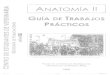 Guía Tp Anato 2 (1).pdf
