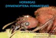 Clase Taxonomía Animal - Hormigas