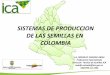 Sistema de producción de semilla en Colombia.pdf
