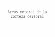 Areas Motoras de La Corteza Cerebral Ppt Hector Caballero (1)