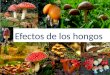 Efectos de los hongos.pptx