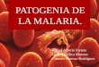 EXPO PATOGENIA MALARIA PARASITO.pptx