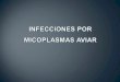 Clase Teórica Infección por Micoplasmas.ppt